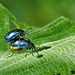 Alder Leaf Beatle - Agelastica alni