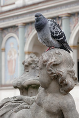 Les pigeons de la place (2)