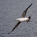 Gull in flight43