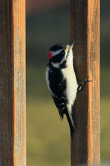 Downy Woodpecker