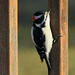 Downy Woodpecker