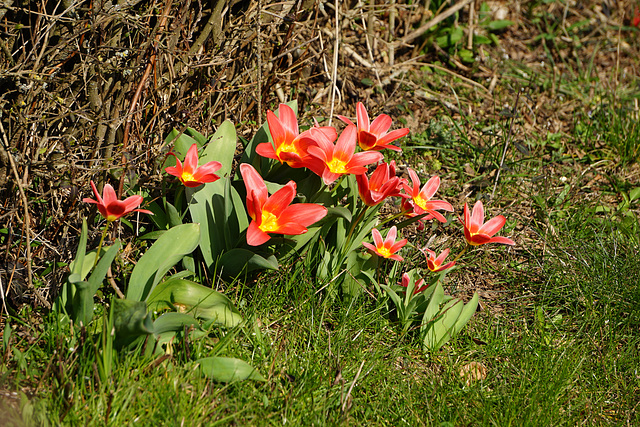 Erste Tulpen