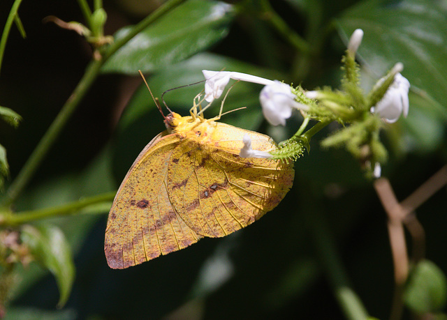 EF7A9089 Butterfly