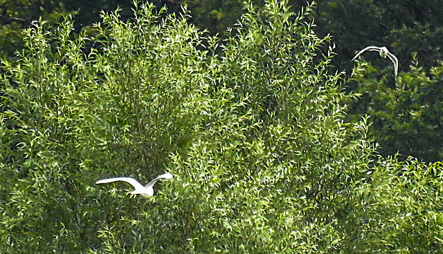 20230810 3759CPw [D~MS] Silber Weide (Salix alba), Lachmöwe (Chroicocephalus ridibundus), Rieselfelder  Münster