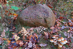 Herbst