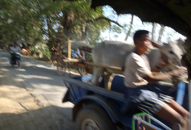 cow on a cart