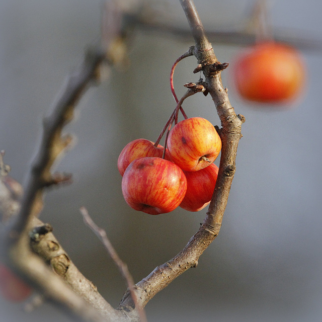 Pomme déco