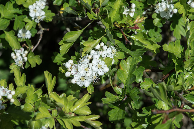 Crataegus spec., Weissdorn - 2016-04-28 D4  DSC7120