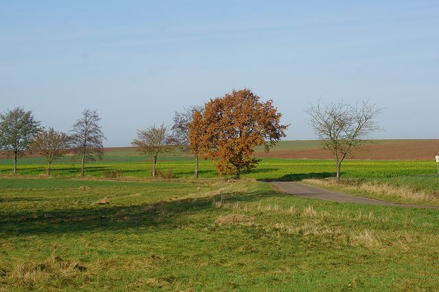 Eiche im Herbstlicht II