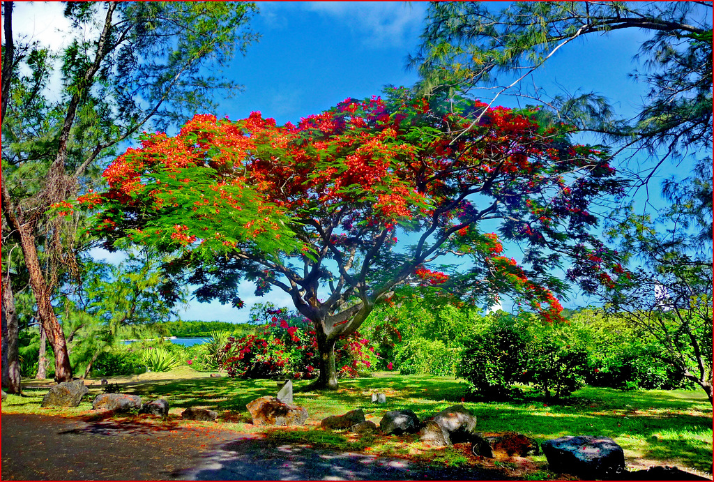 Buon Natale da Mauritius -