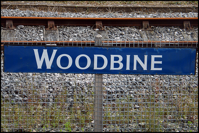 Woodbine