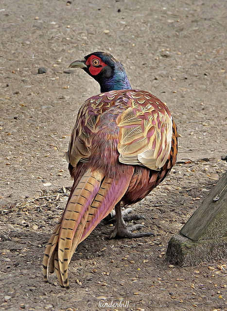 Pheasant (Male)   /   Sept 2018