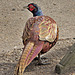 Pheasant (Male)   /   Sept 2018