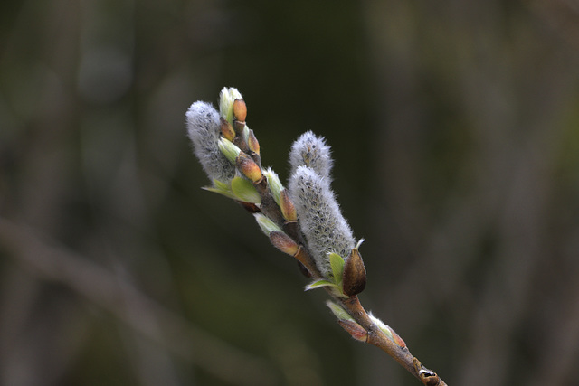 Willow Catkins