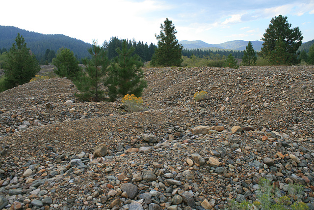 Cobble spoil from the Sumpter dredge.