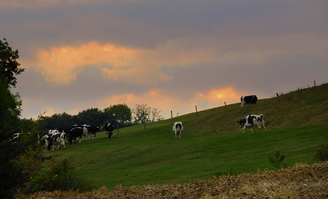 Incline Cows