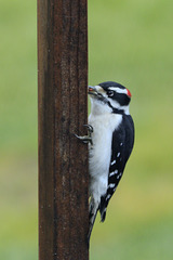 Downy Woodpecker