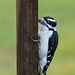 Downy Woodpecker