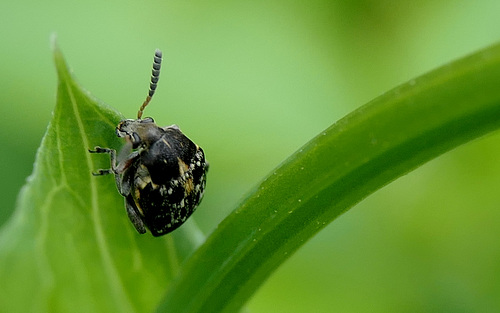 La Bruche du pois...