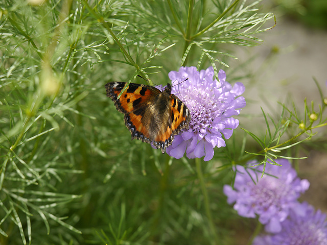 und noch ein Schmetterling