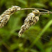 20230810 3761CPw [D~MS] Gewöhnliches Knaulgras (Dactylis glomerata agg), Rieselfelder Münster