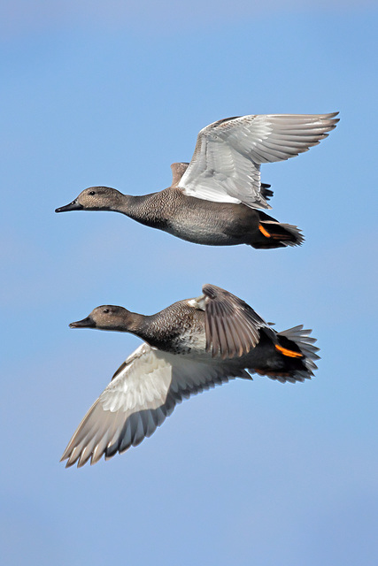 EOS R7 Peter Harriman 12 18 18 9817 gadwalls dpp