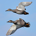 EOS R7 Peter Harriman 12 18 18 9817 gadwalls dpp