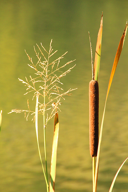 Bullrush and grass