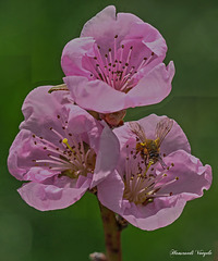 Nektarinen Blüten mit Wild Biene