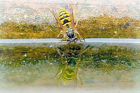 Waterhole  ...Reflection !!