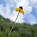 Blackeyed susan