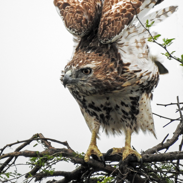 Day 1, Red-tailed Hawk / Buteo jamaicensis, southern Texas