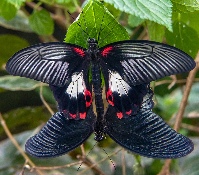 Butterflies together