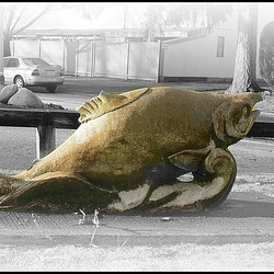 Fish in Langley, BC Fish in Langley, BC