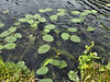 waterlillies