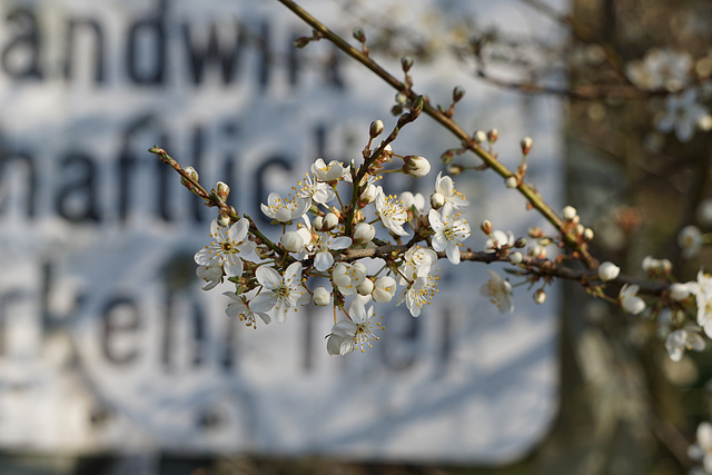 Mirabellenblüten vor Straßenschild