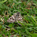 Day flying Moth - grassland