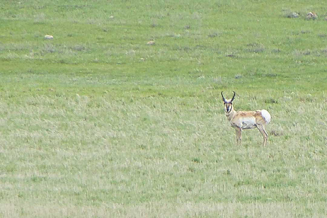 a pronghorn staring