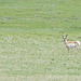 a pronghorn staring