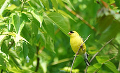 DSC03376a
