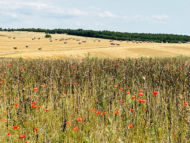 Harvest.