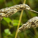 20230810 3762CPw [D~MS] Gewöhnliches Knaulgras (Dactylis glomerata agg), Rieselfelder Münster