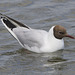 5T2A7399 Black headed Gull