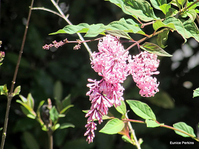 Pink Lilac