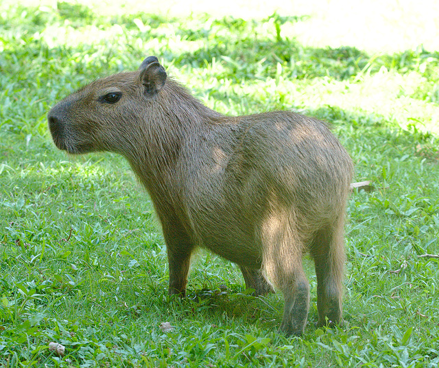IMG 0327babyCapybara