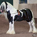 65/366: Gorgeous Gypsy Cob Stallion