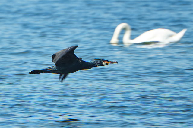 Cormorant