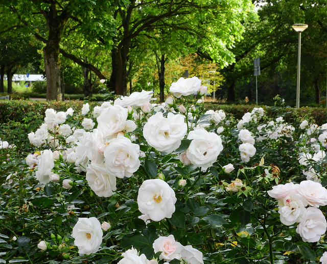 Wedding flowers