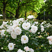 Wedding flowers