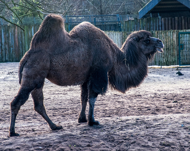 Camel